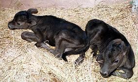 Calves cloned from adult somatic